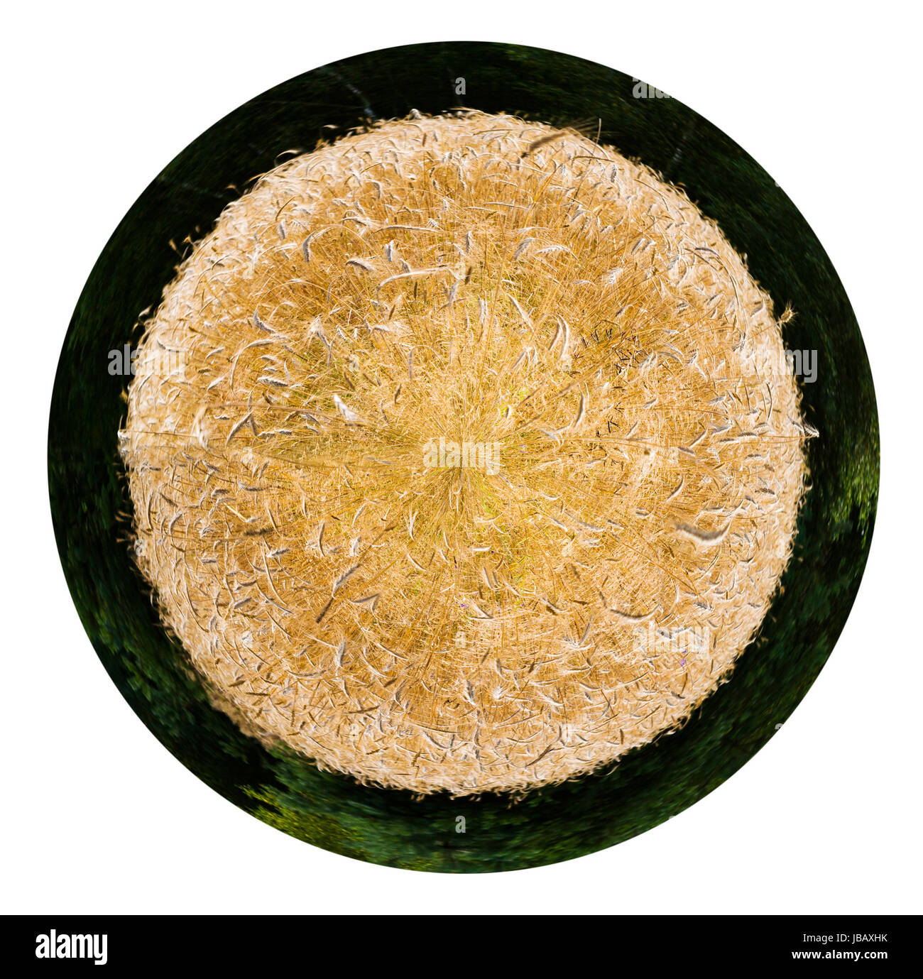 little planet - spherical view of gold ripe rye spikelets in country ...