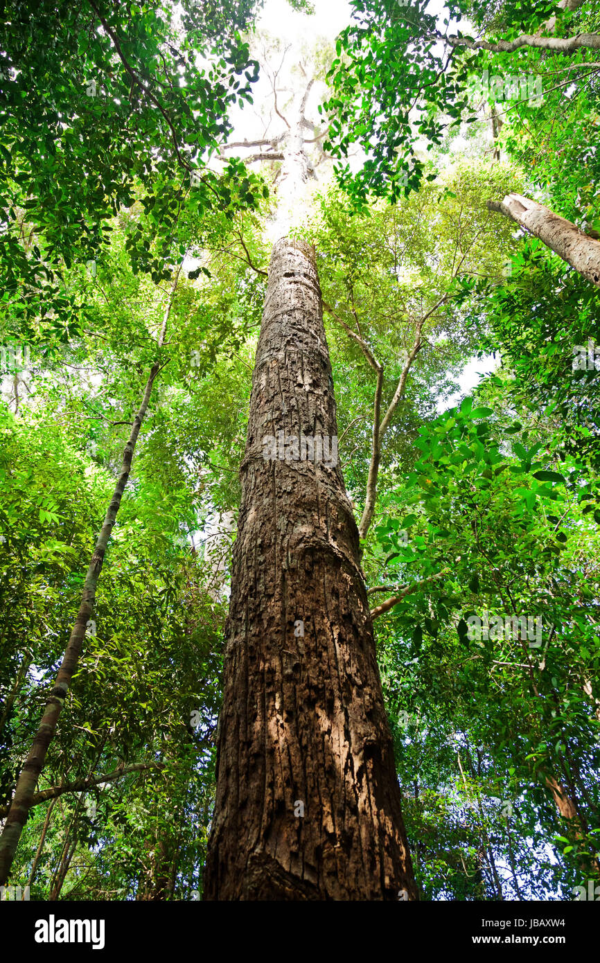 huge tree in borneo malaysia Stock Photo