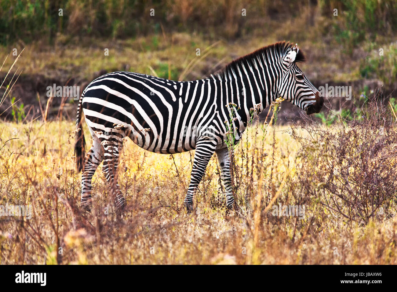 portrait of zebra in zambia park Stock Photo
