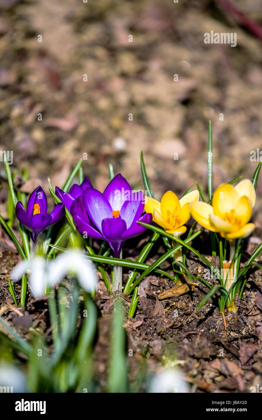 one of the first spring flowers in garden Stock Photo - Alamy