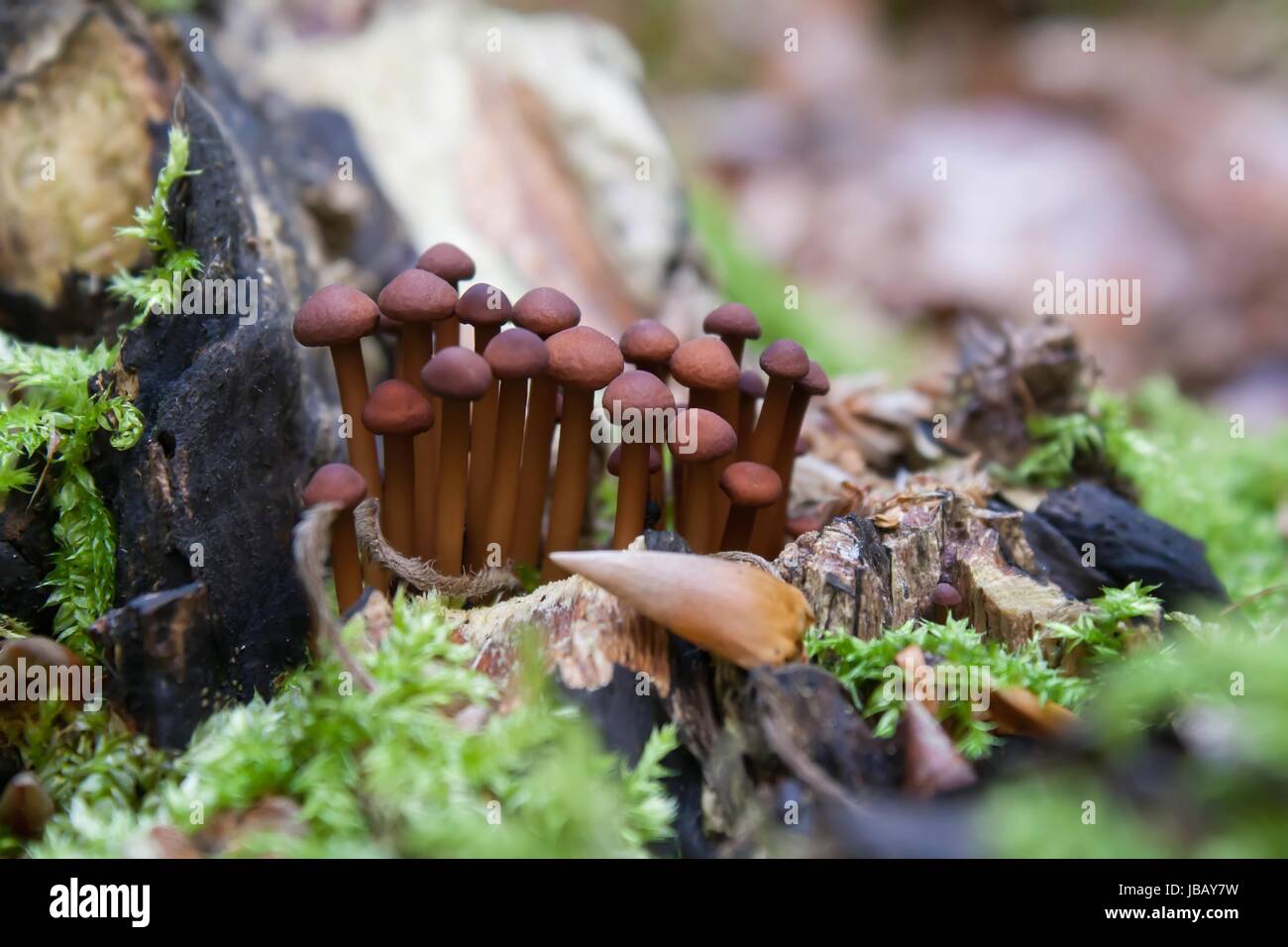 genuine garlic schwindling / small dark mushroom Stock Photo