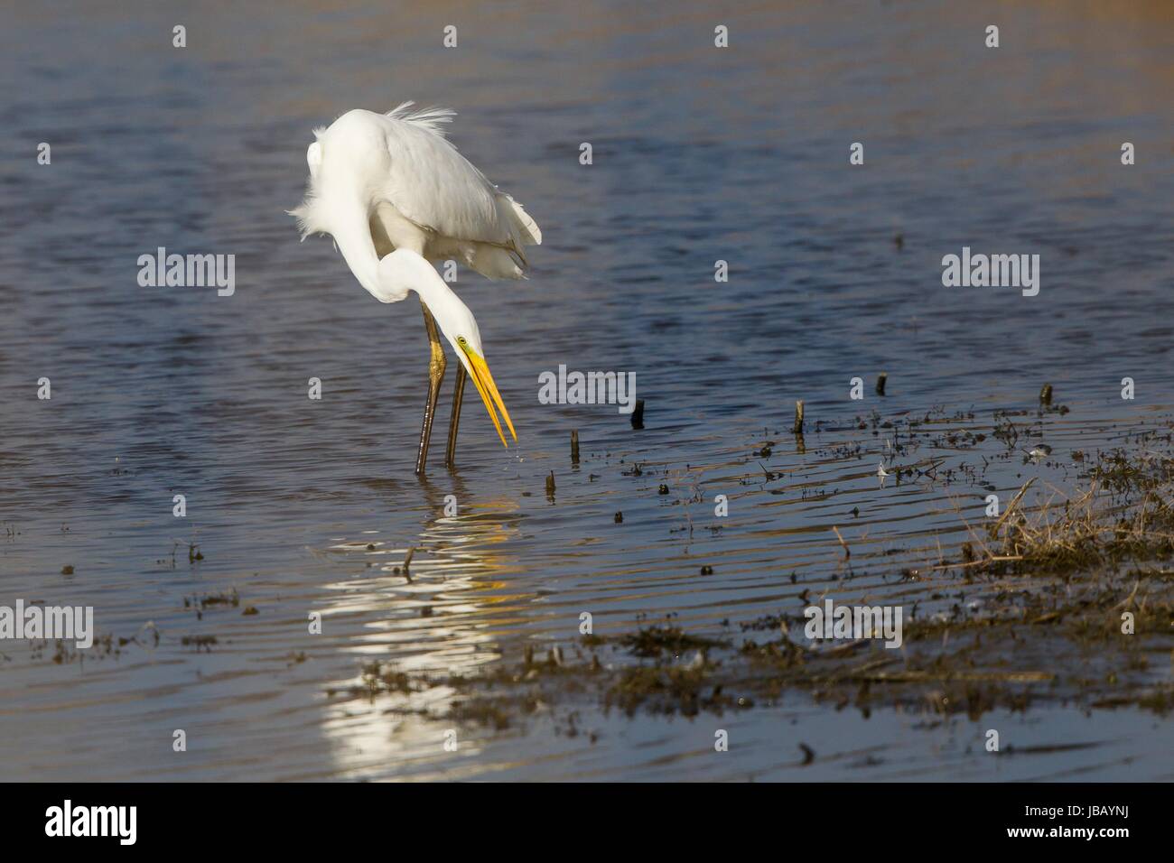 gespiegelte gespiegeltes gespiegelt keine personen menschenleer nahrungssuche natur niemand nordrheinwestfalen reflektierend reflektieren reflektiert Stock Photo