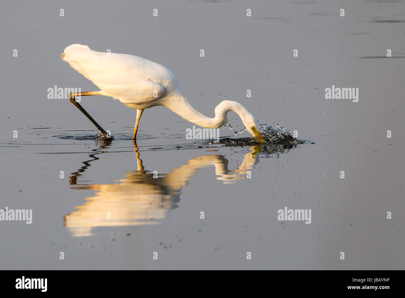egrets Stock Photo