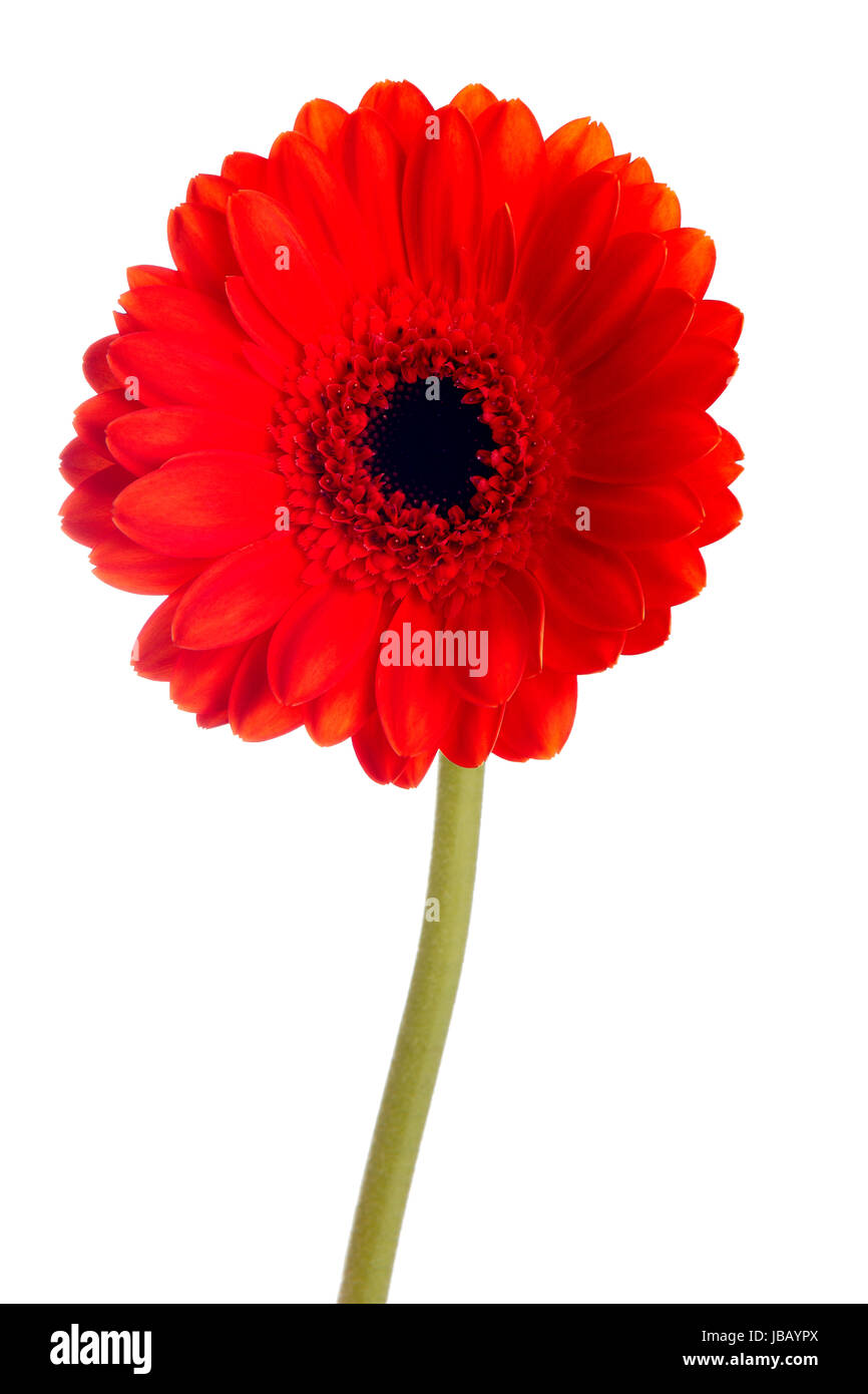 Red flower on white background Stock Photo - Alamy