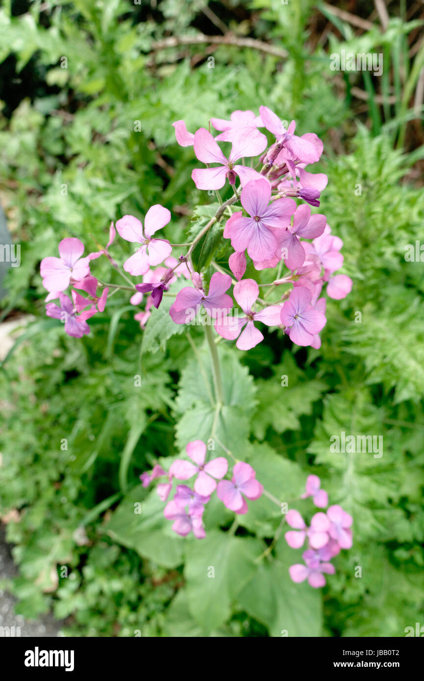 Honesty flowers & seeds - Lunaria annua in a graden Stock Photo