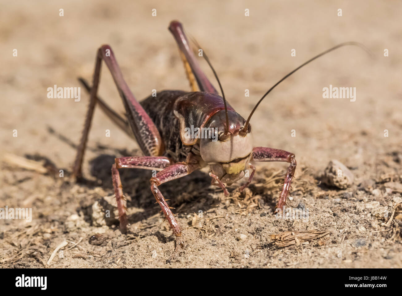 Coulee Cricket, Anabrus longipes, in the shrubsteppe ecosystem of