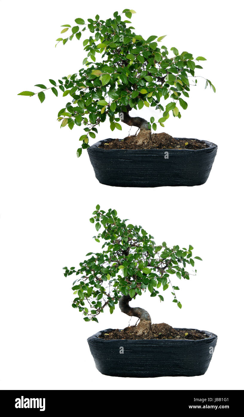 Bonsai, Japanische Ulme vor und nach dem Rückschnitt, auf weißem Hintergrund. Stock Photo