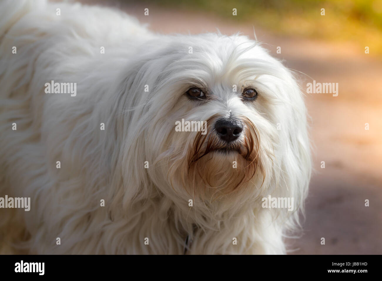 Ein weißer Langhaar Havaneser schaut leicht unsicher in die Kamera. Stock Photo