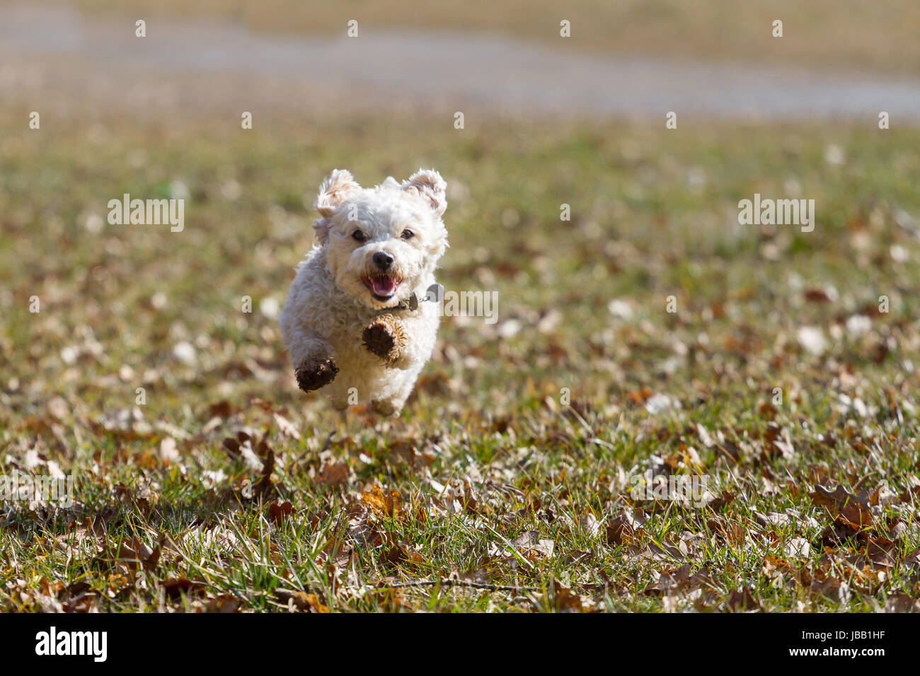 Ein Kleiner weißer Mischlingshund fliegt über eine Wiese, der Hund rennt direkt auf den Fotografen zu. Stock Photo