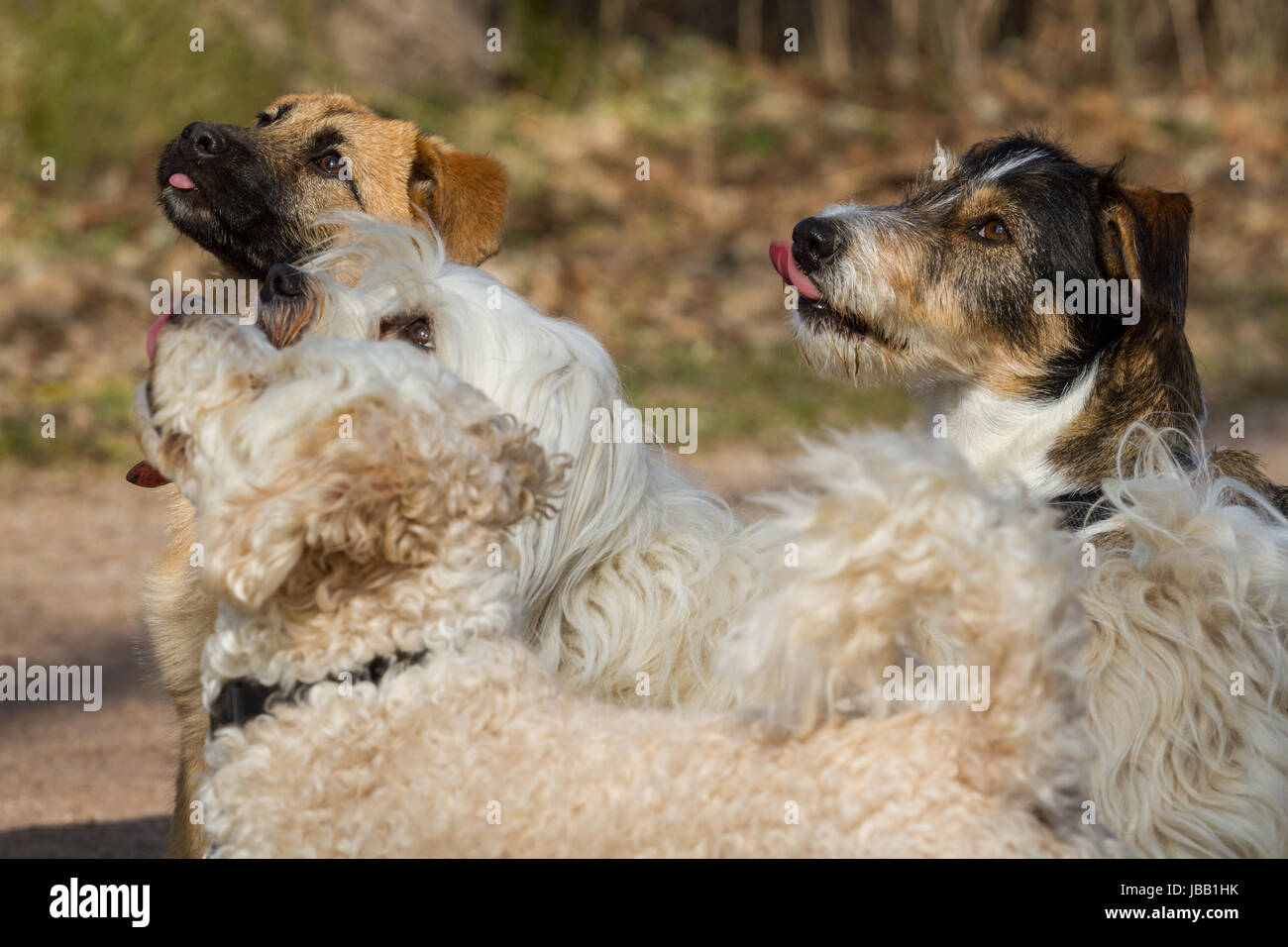 Vier Hunde Blicken ganz gespannt und voller Vorfreude nach oben zum Leckerlie. Stock Photo