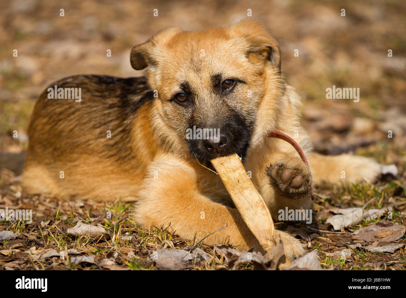 Ein 20 Wochen alter Schäferhund Welpe beim Nagen an einem Stock Stock Photo  - Alamy