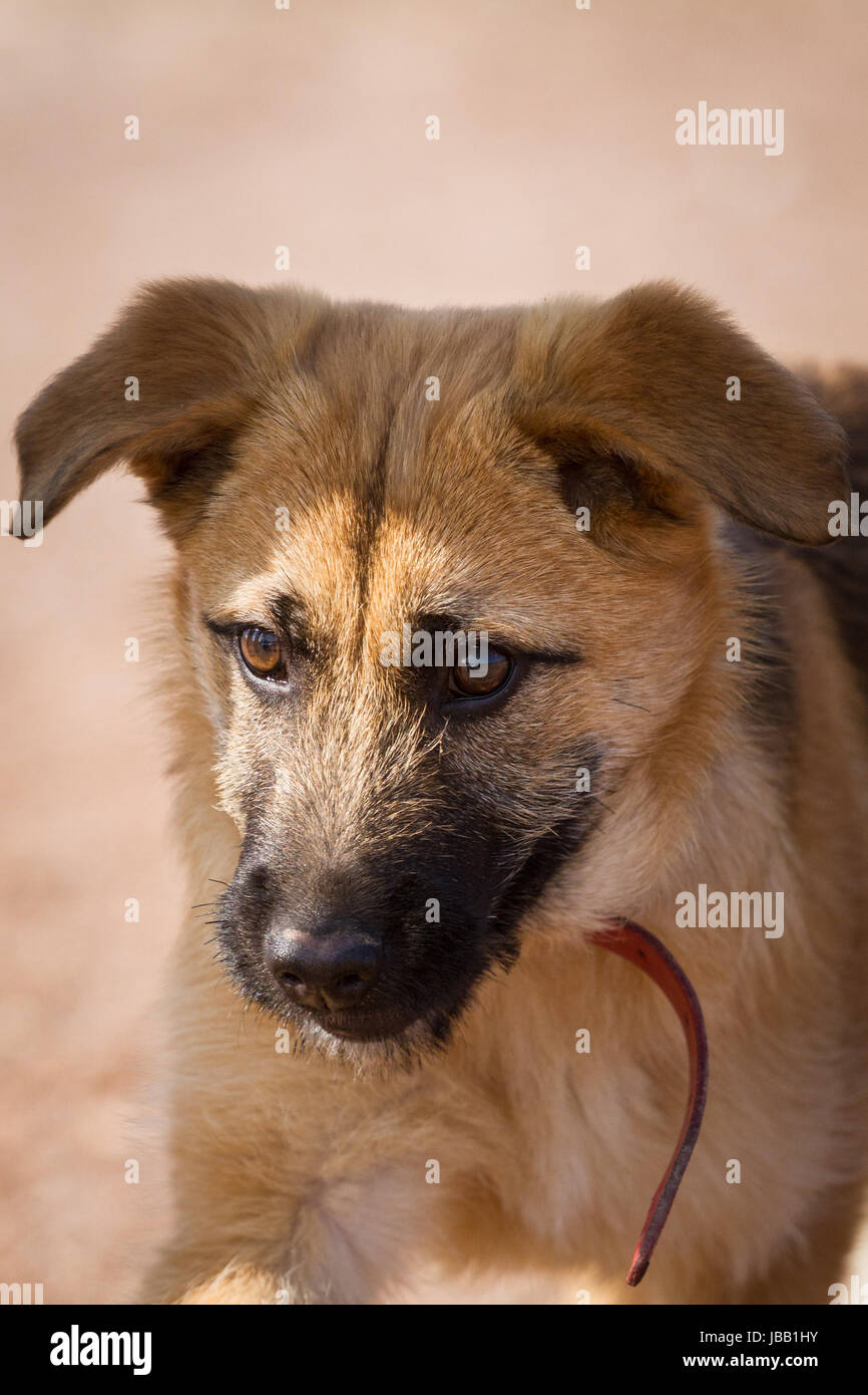 Junger Schäferhund Rüde mit rotem Halsband blickt rechts aus dem Bild. Stock Photo