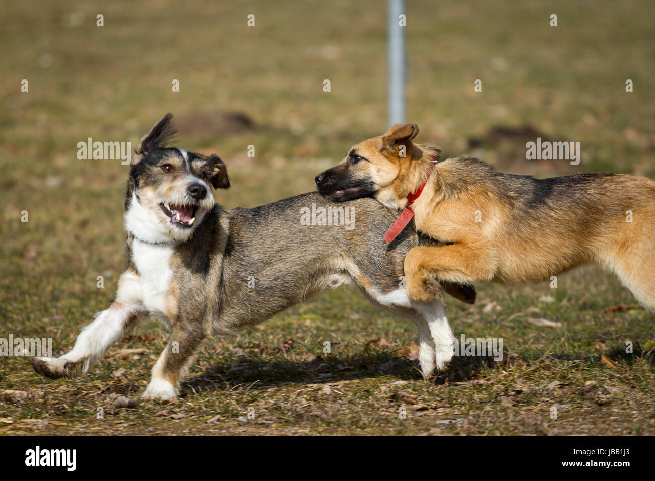 Zwei Hunde beim wilden Spiel auf einer Hundewiese, der eine ist ein  Schäferhund Welpe der andere ein Terrier/Dackel Mix Stock Photo - Alamy