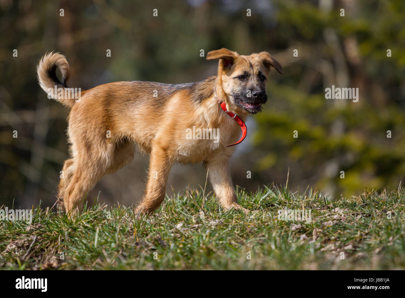 Ein Schäferhund Welpen geht langsam durchs Bild, sein noch viel zu großes Halsband steht richtig ab. Stock Photo