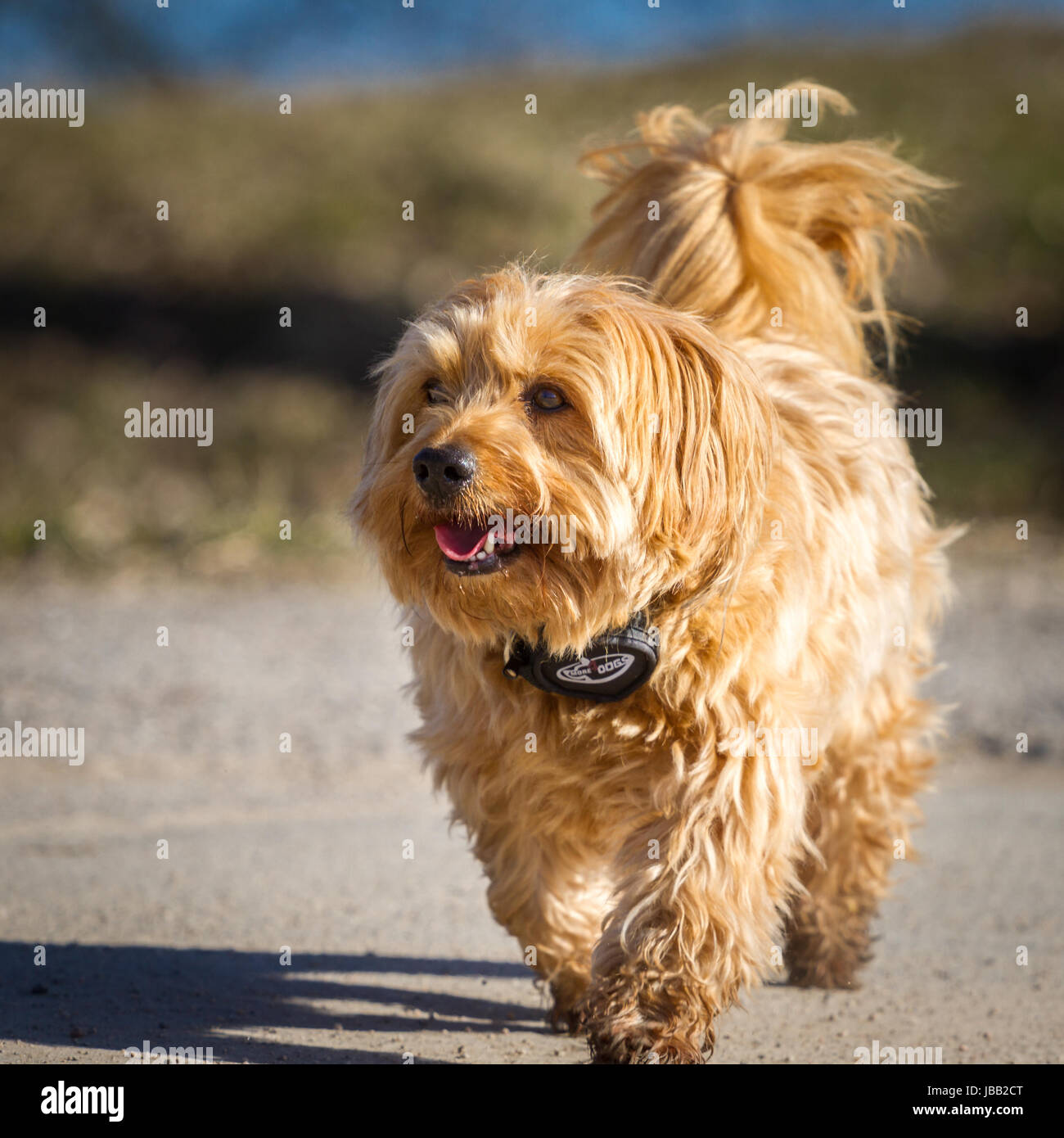Ein Wunderhubscher Brauner Havaneser Rude Geht Stolz Mit Erhobener Rute Durchs Bild Und Schaut Rechts Aus Dem Foto Stock Photo Alamy