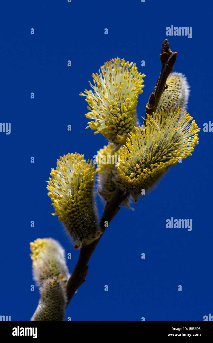 Weidenkätzchen blühen an einem Weiden Ast und kündigen den Frühling und den Pollenflug an. Stock Photo
