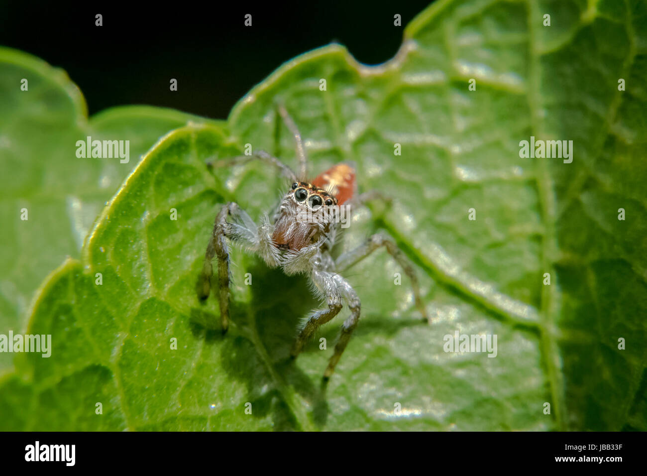 Jumping spider waiting for prey on a plant leaf Stock Photo - Alamy