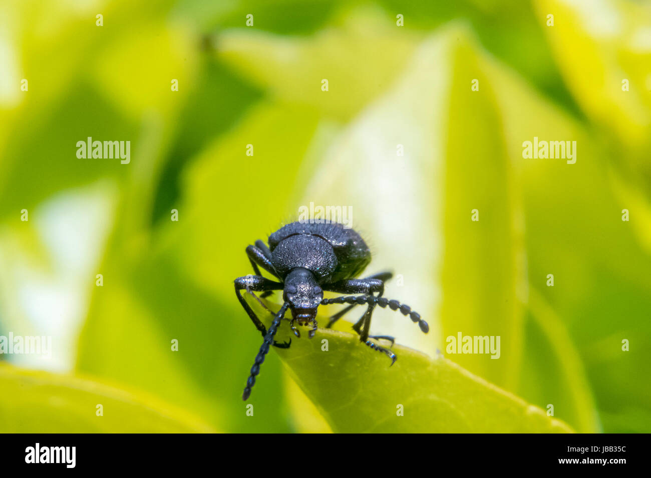 Black beetle on a plant leave Stock Photo Alamy