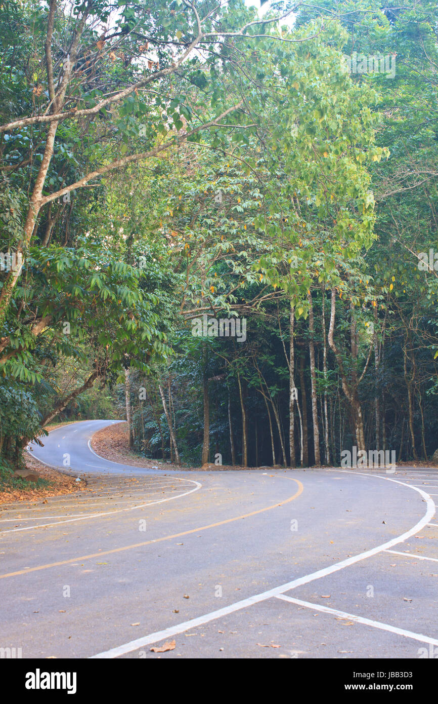 Road in a green forest, national park Stock Photo Alamy