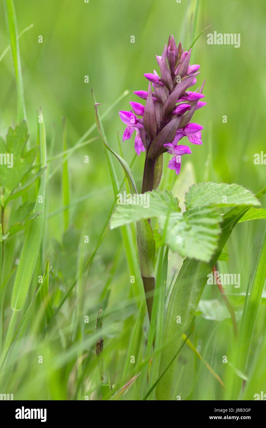 marsh orchid / western marsh orchid Stock Photo