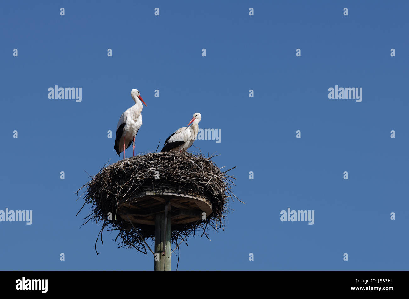 Weißstorchpaar in ihrem "Horst" Stock Photo