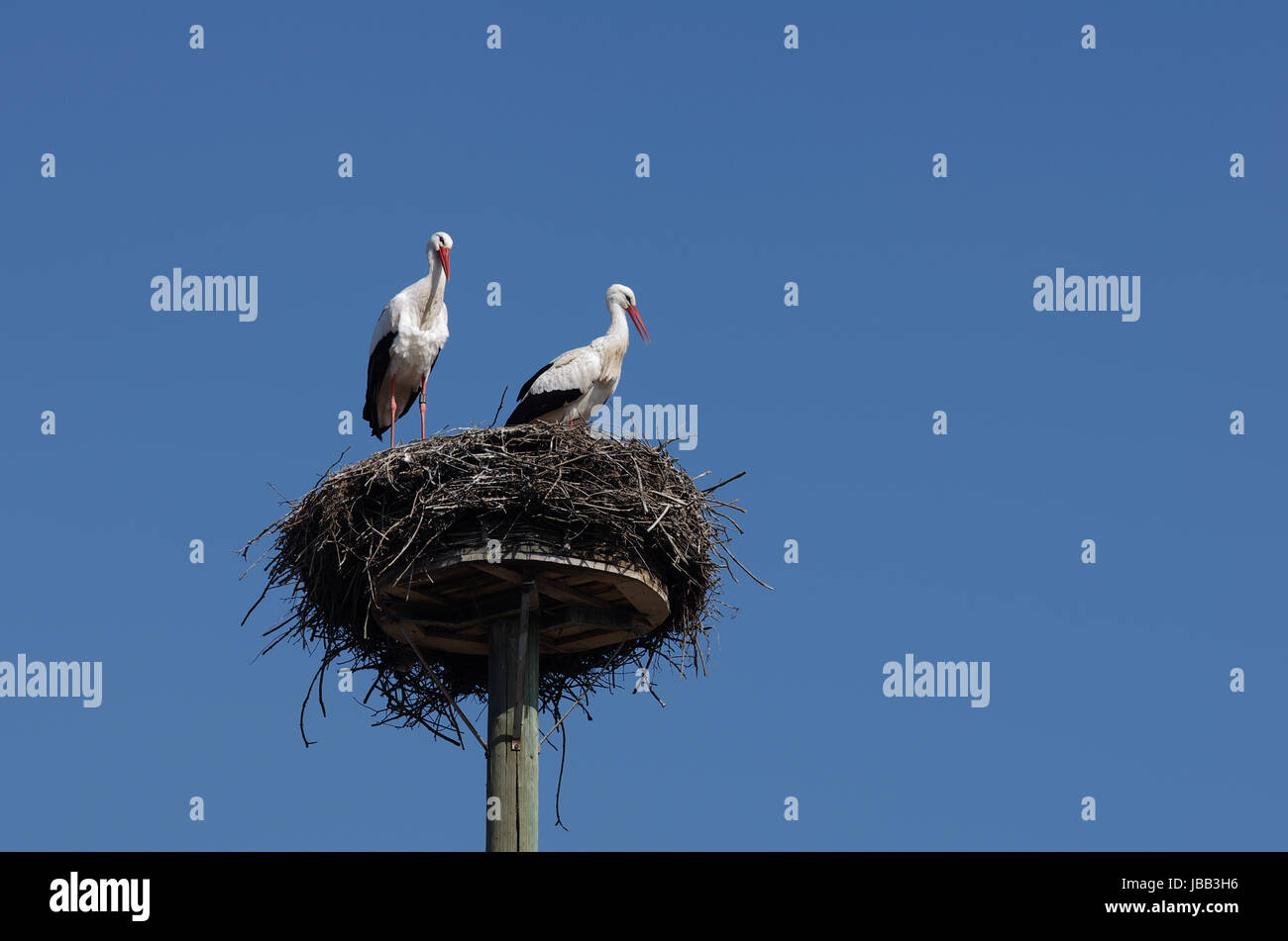 Weißstorchpaar in ihrem "Horst" Stock Photo