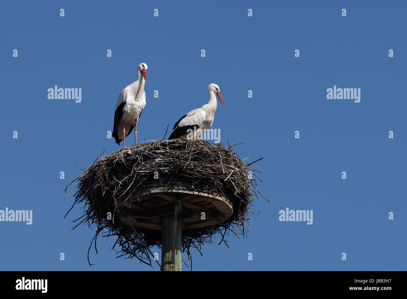 Weißstorchpaar in ihrem "Horst" Stock Photo
