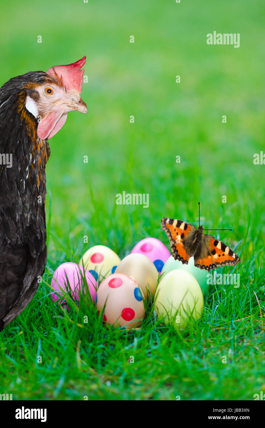 hen eggs and butterfly with colorful Stock Photo