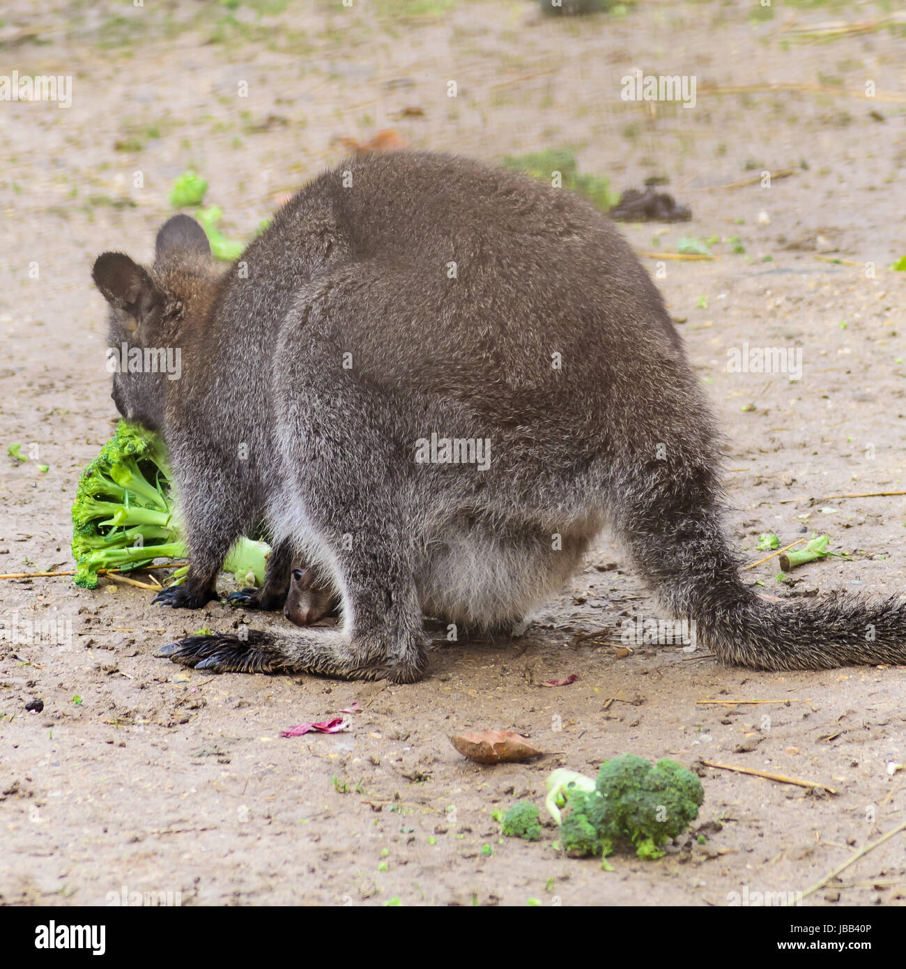 Ein Kangurubaby schaut aus dem Beutel Stock Photo