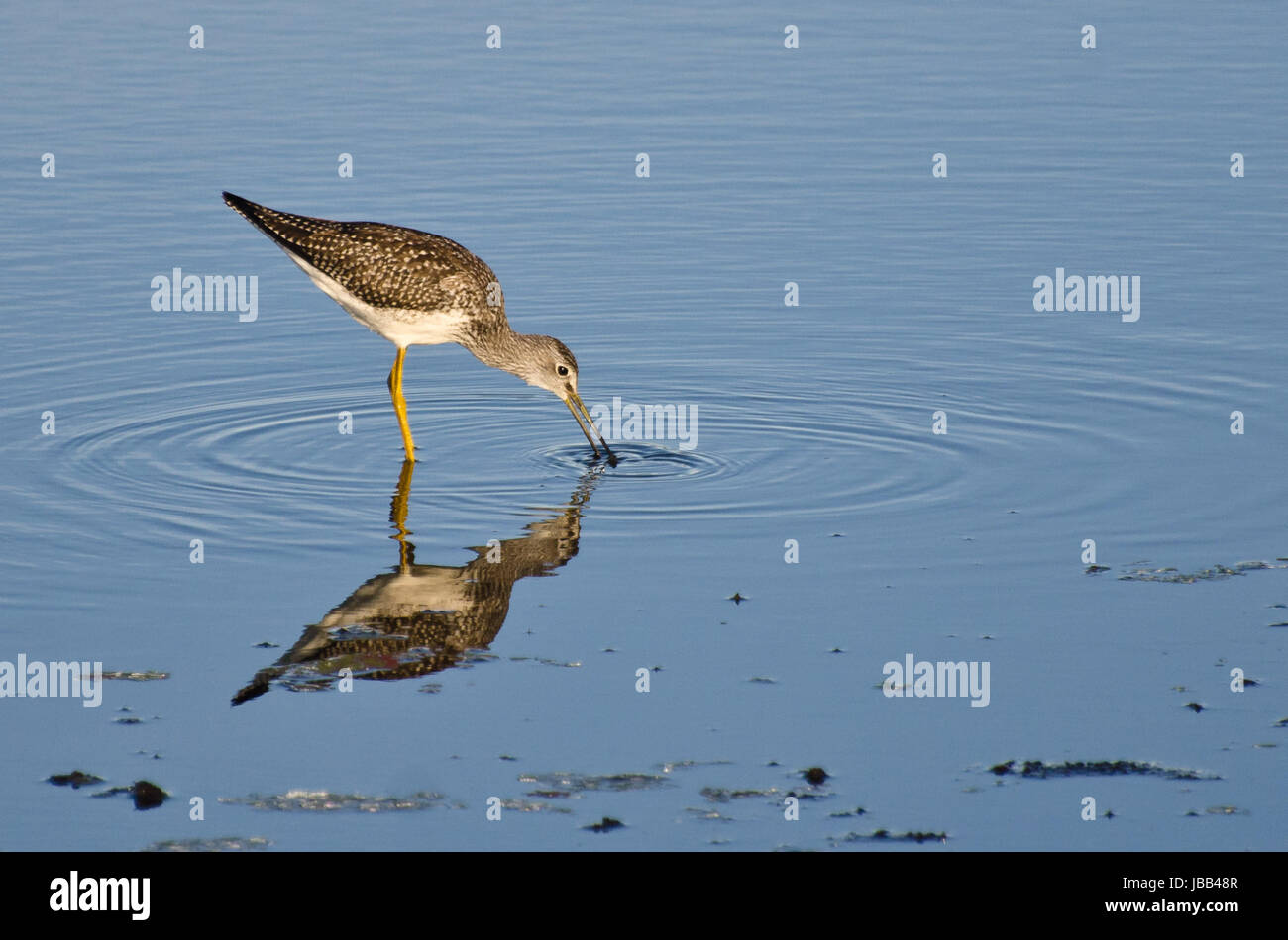 Sandpiper Catching a Fish Stock Photo Alamy