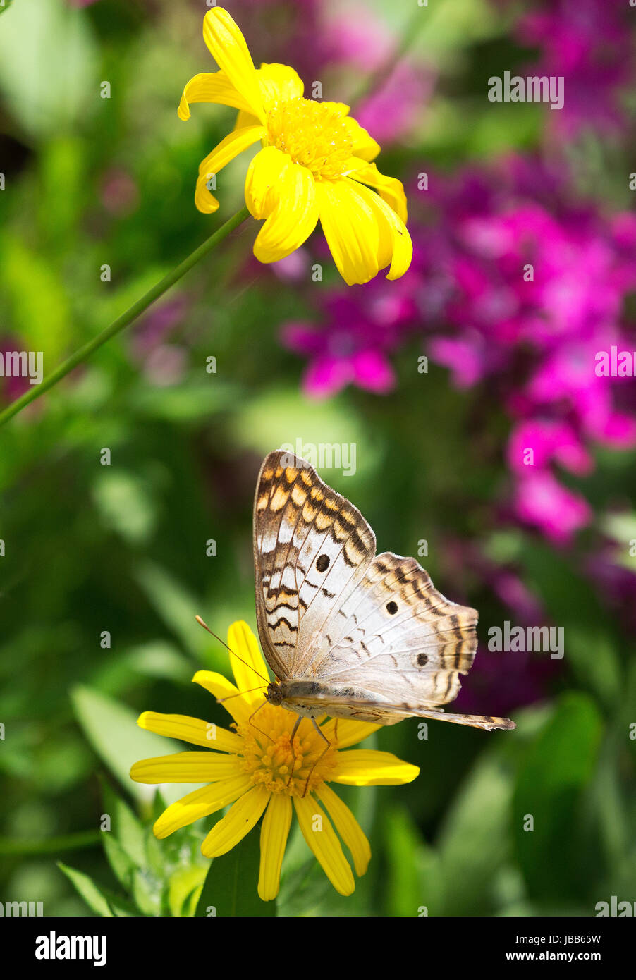Butterfly sitting on flower Stock Photo - Alamy