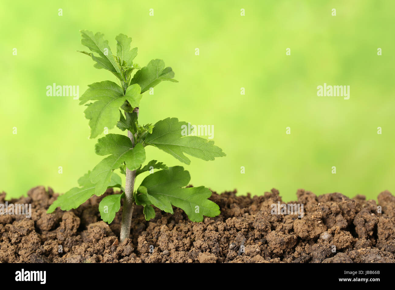 Ein neues blatt hires stock photography and images Alamy
