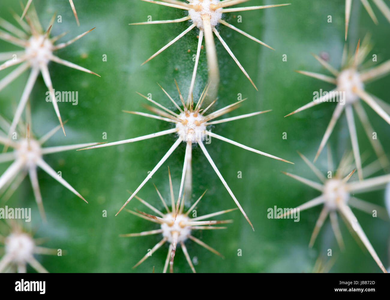 A close up photo of nice specimen of cactus Stock Photo