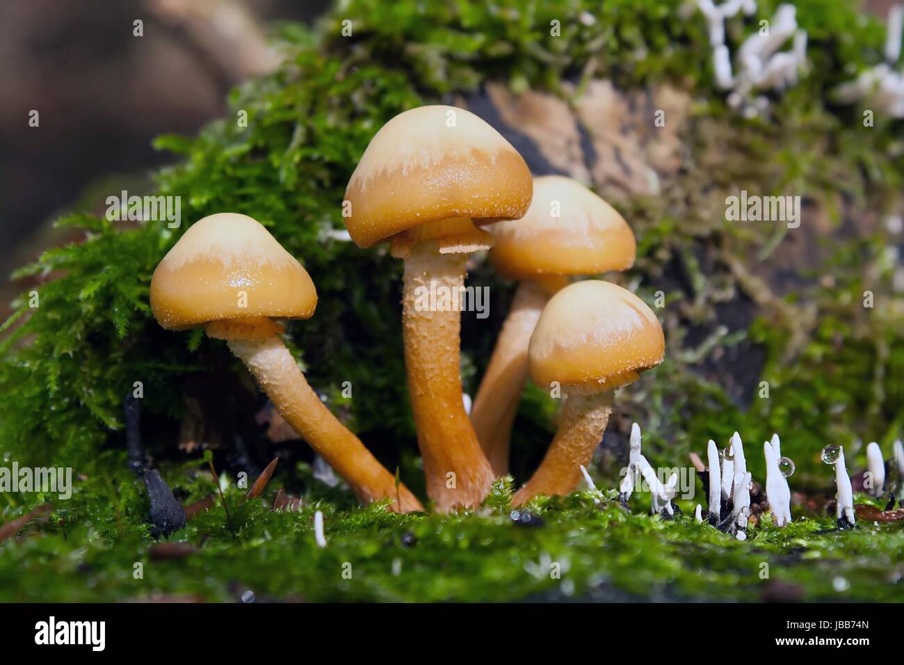 kuehneromyces mutabilis / wicked nameko Stock Photo