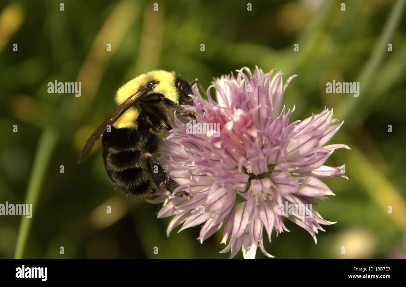 Bumblebee Pollinating a Chive Flower Stock Photo
