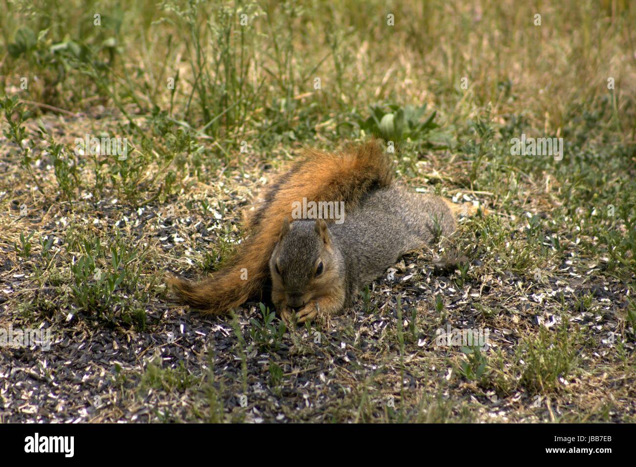 Lazy Squirrel Lying On His Belly, Eating Sunflower Seeds Stock Photo