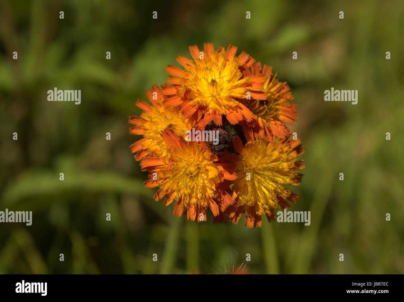 Orange Hawkweed; Weeds Are Just Misplaced Flowers Stock Photo