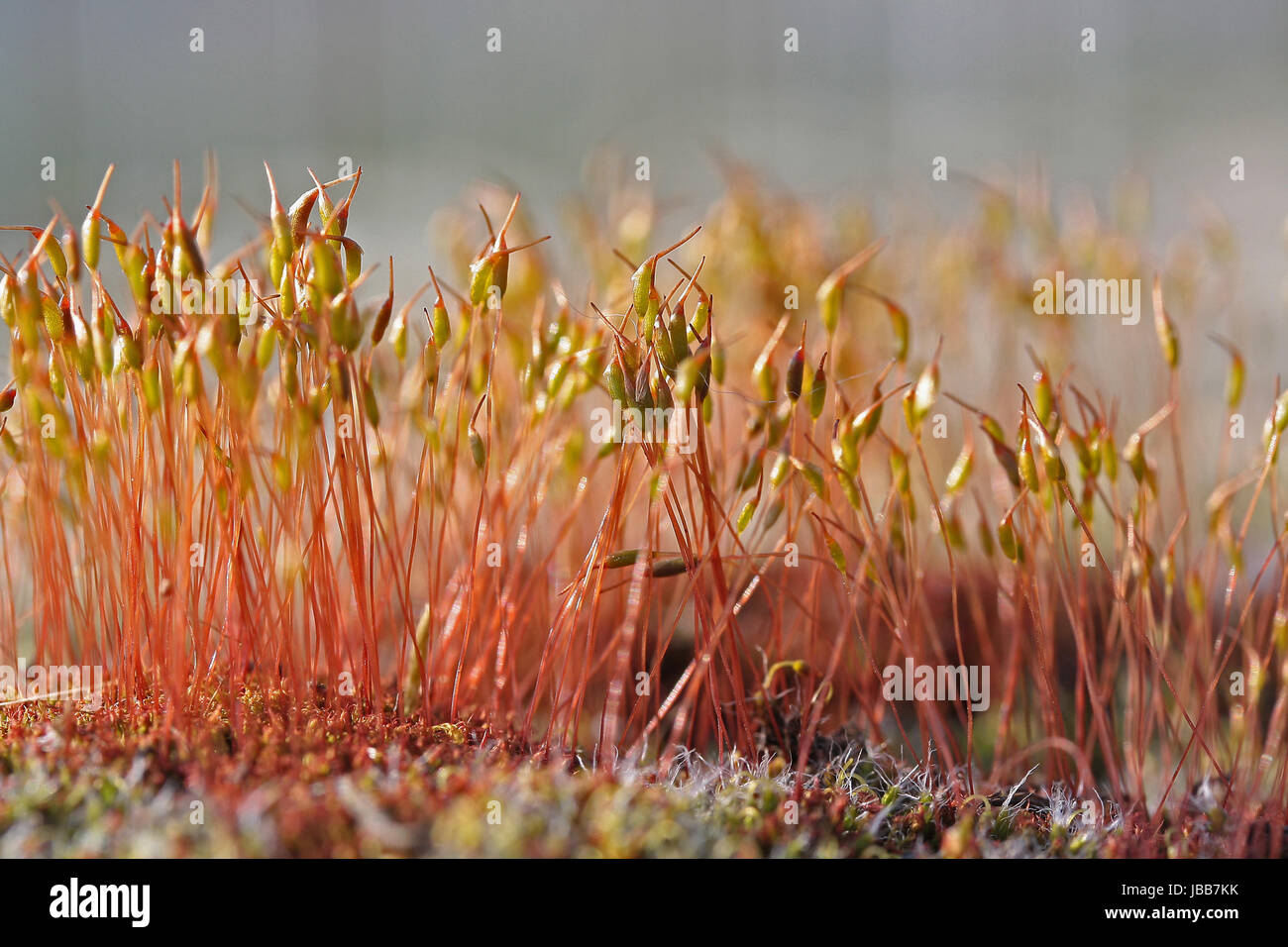 moss flowers Stock Photo Alamy