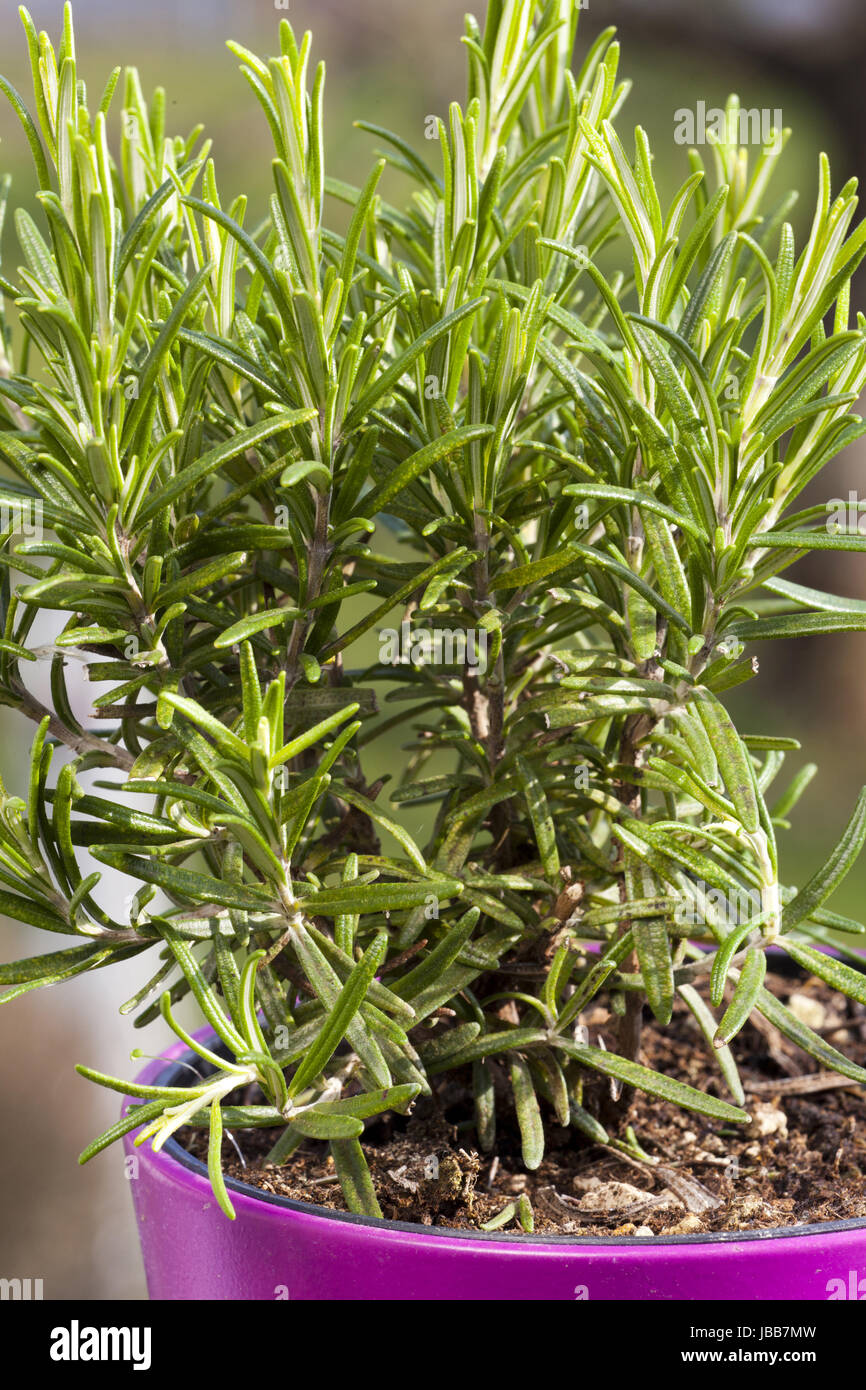 Rosmarin im Blumentopf Stock Photo Alamy