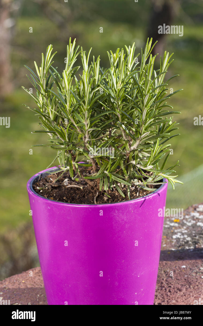 Rosmarin Kräuterpflanze auf dem Balkon Stock Photo Alamy