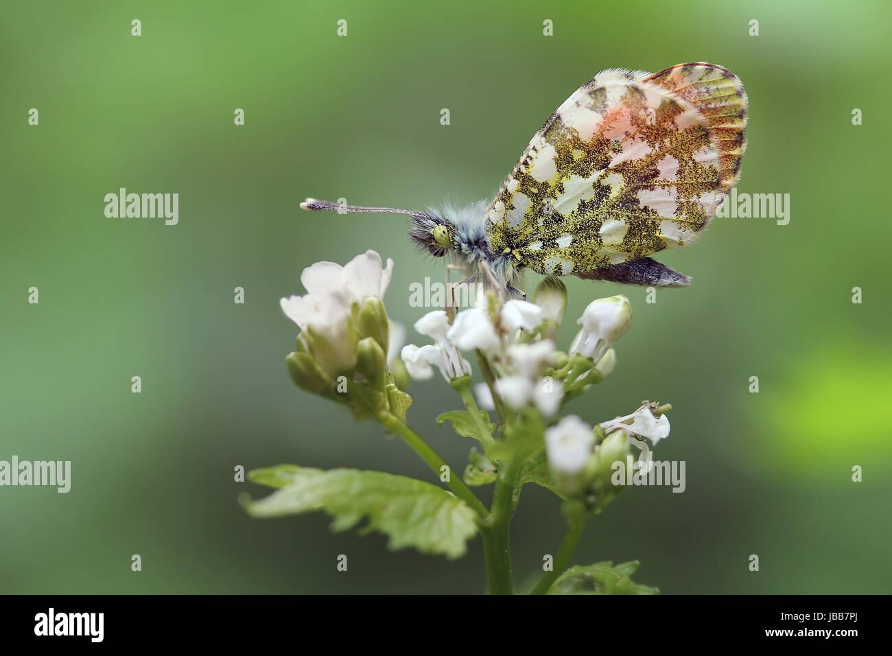 anthocharis cardamines schmetterling Stock Photo