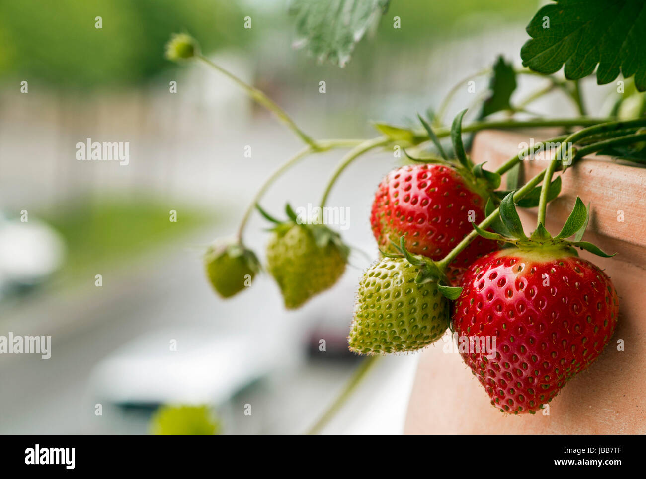 even strawberries grow on the balcony Stock Photo Alamy