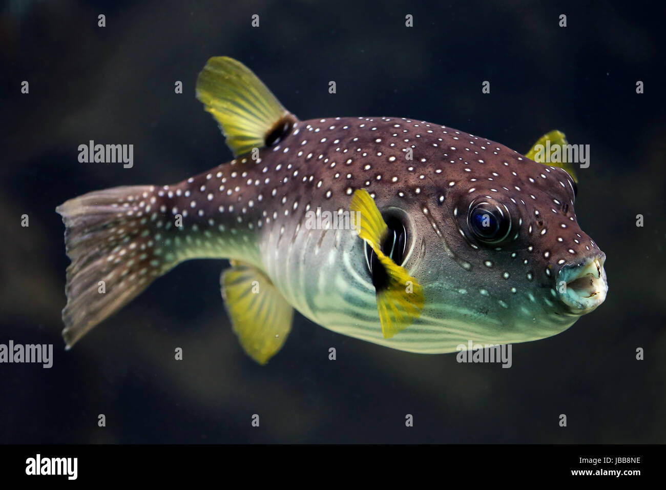 white-spotted puffer arothron hispidus Stock Photo