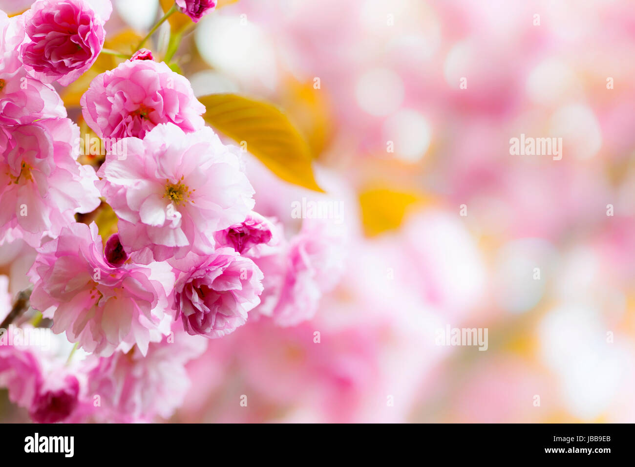 Pink spring background with cherry blossom flowers on flowering tree ...