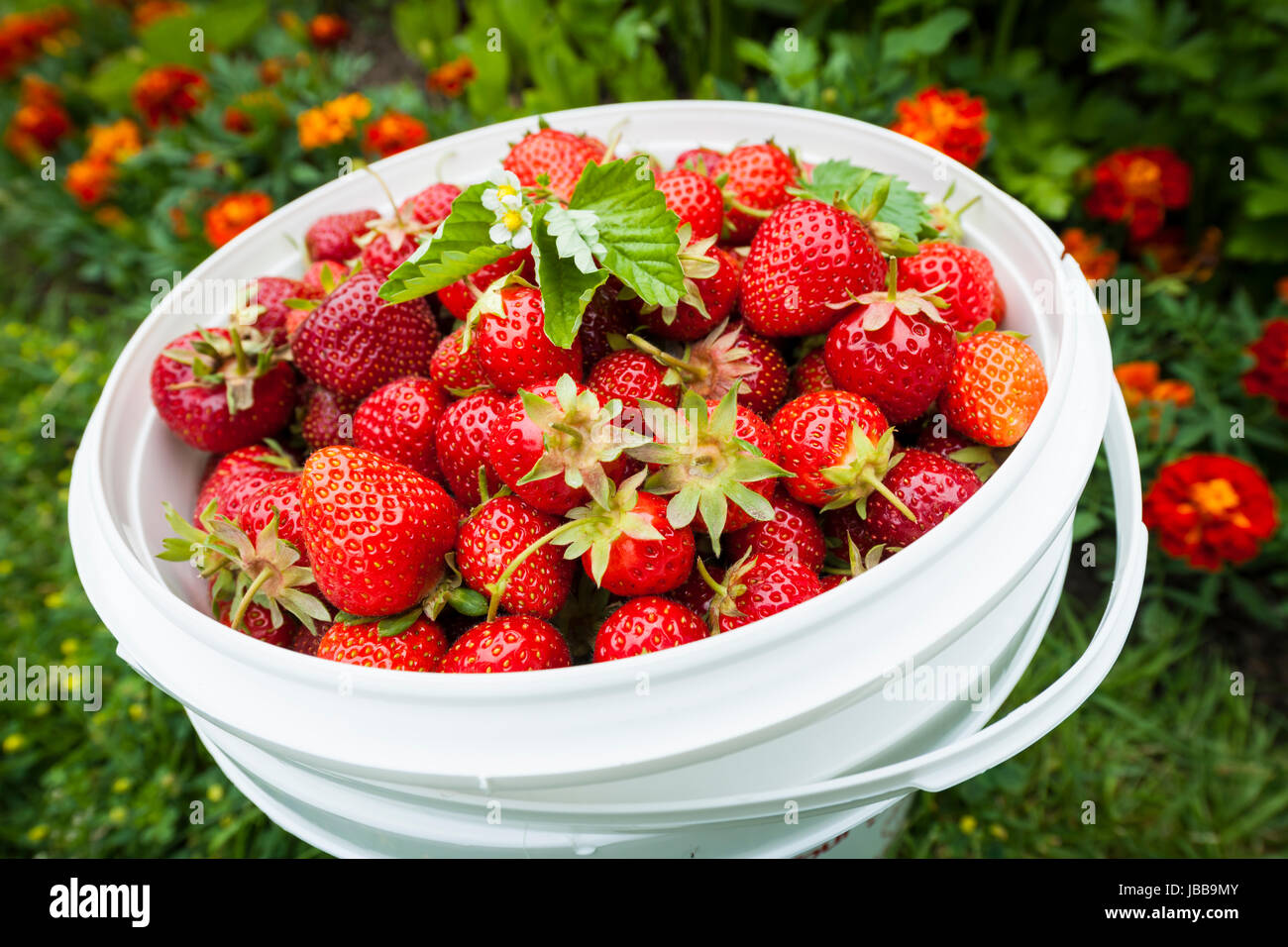 Bucket of freshly picked strawberries in summer garden Stock Photo - Alamy