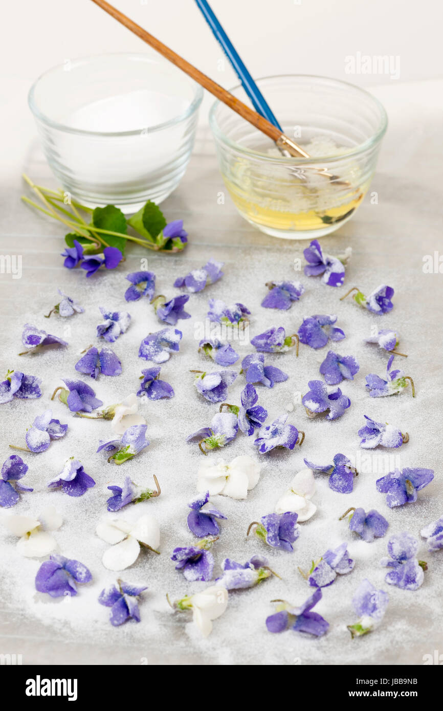 Making candied violet flowers with egg whites and sugar Stock Photo Alamy