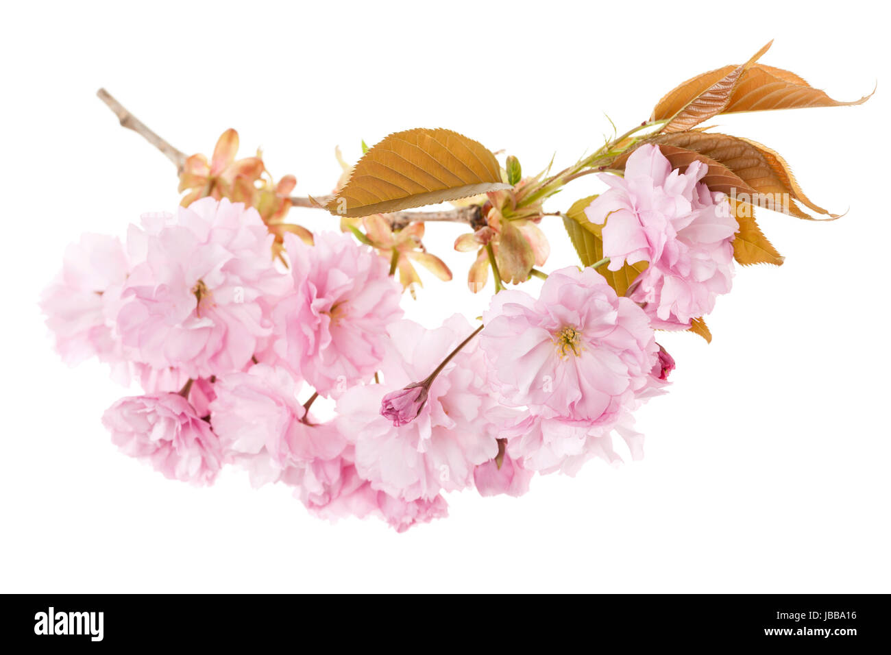 Branch with pink cherry blossom flowers isolated on white background ...