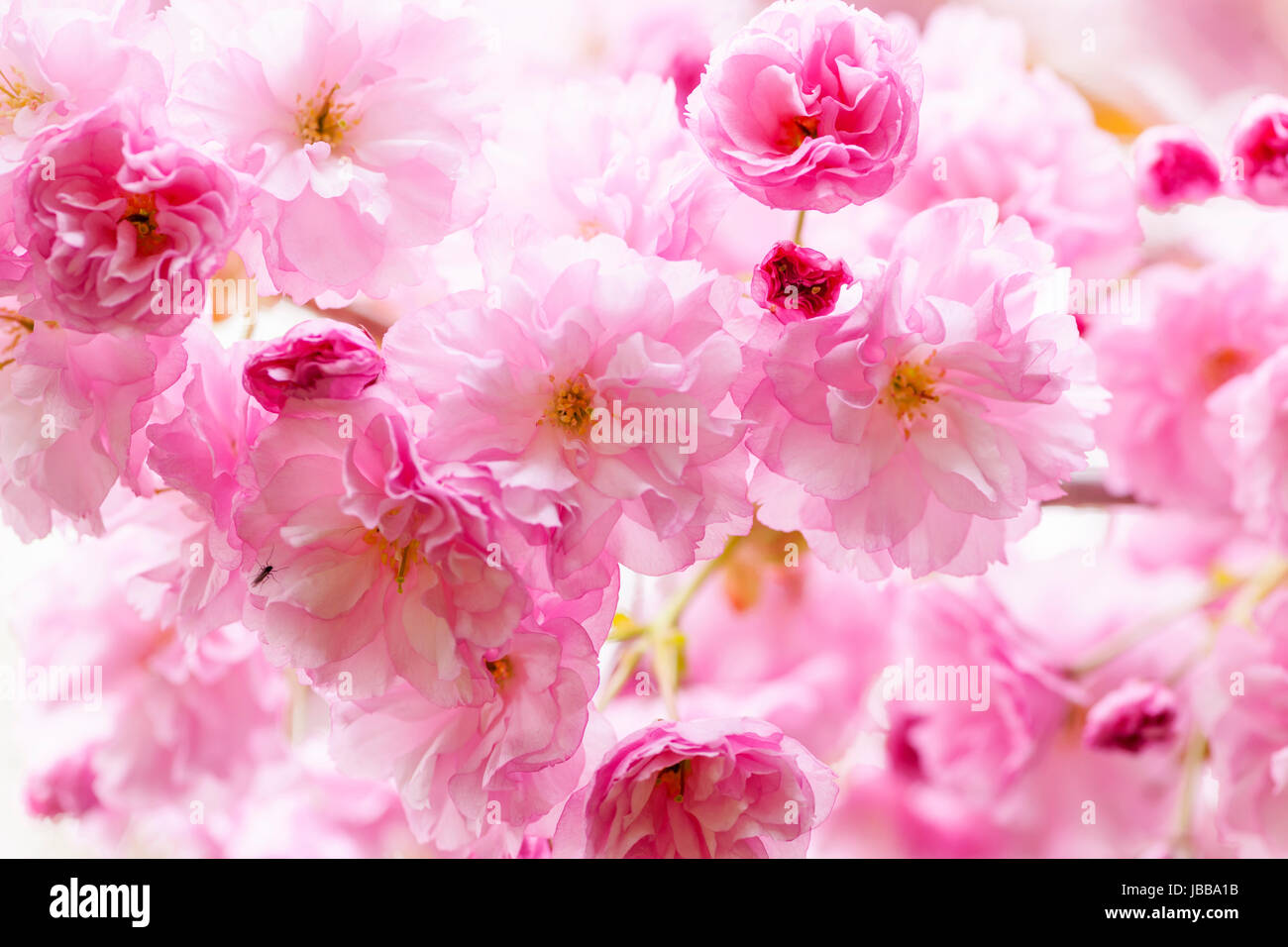 Pink cherry blossom flowers on flowering tree branch blooming in spring ...