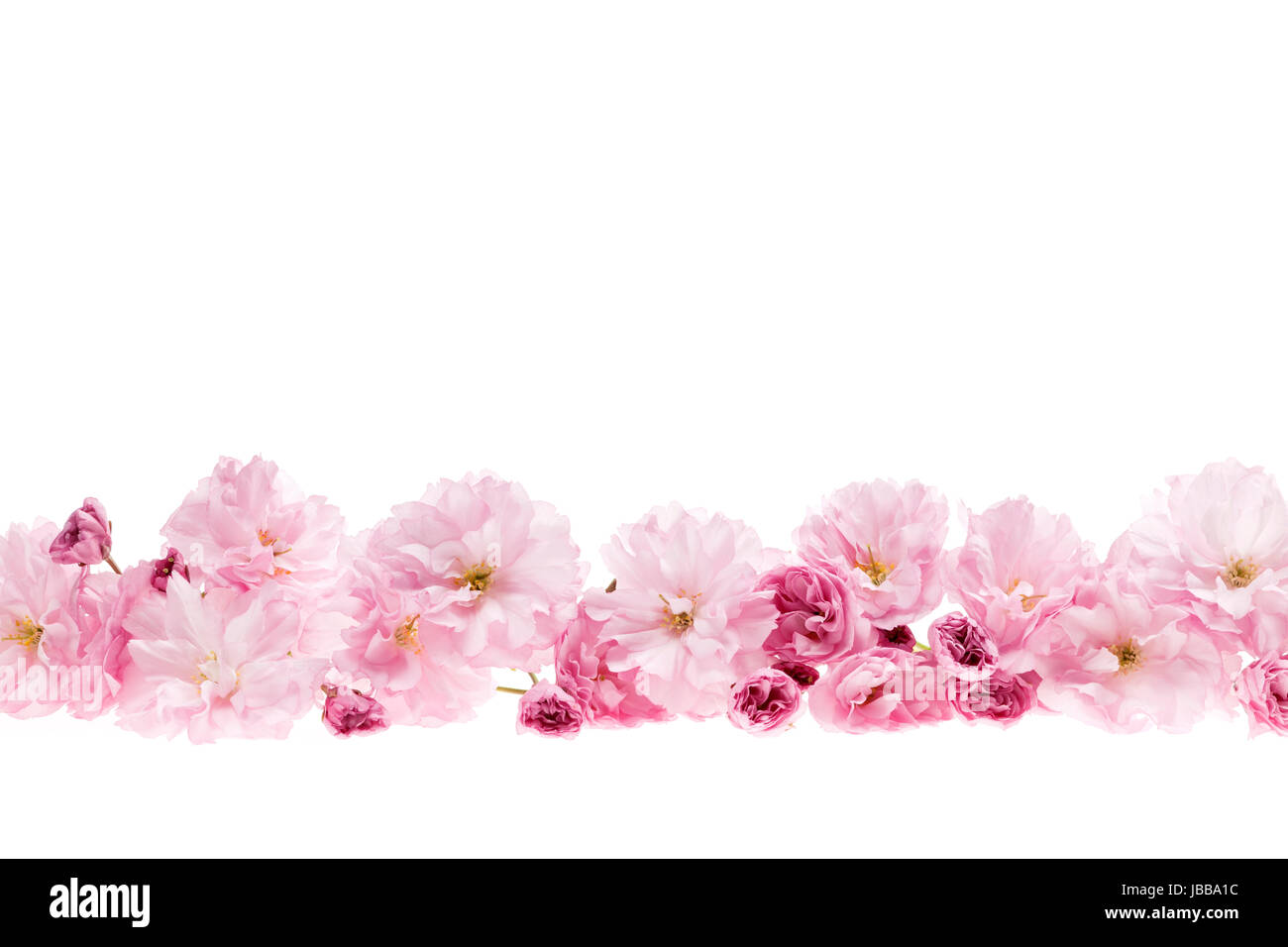 Row Of Cherry Blossom Flowers As Flower Border With Copy Space Stock Photo Alamy Row Of Cherry Blossom Flowers As Flower Border With Copy Space Stock Photo Alamy