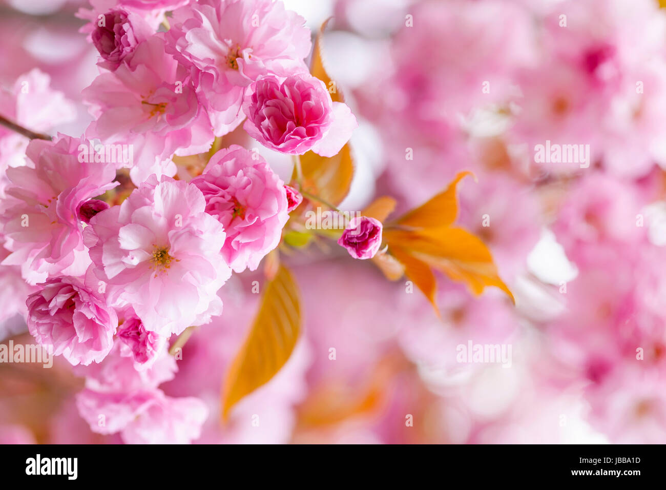 Pink cherry blossom flowers on flowering tree branch blooming in spring ...